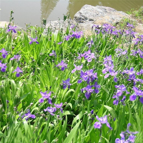 鳶尾花圖片