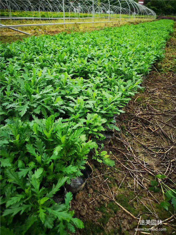 20~30公分的木春菊批發(fā)基地？