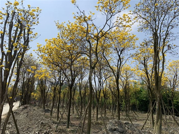 黃花風鈴木基地實拍圖片