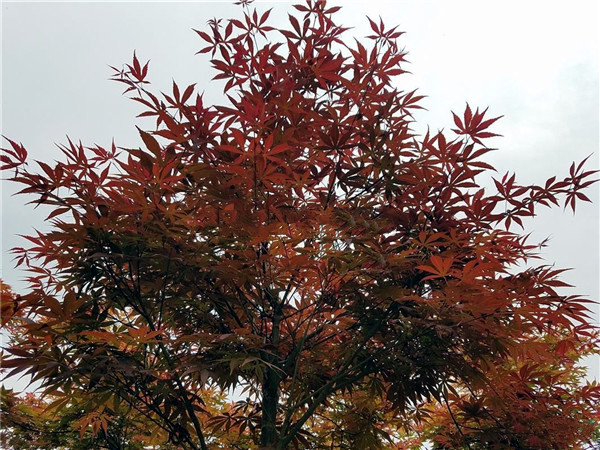 日本紅楓基地實拍圖