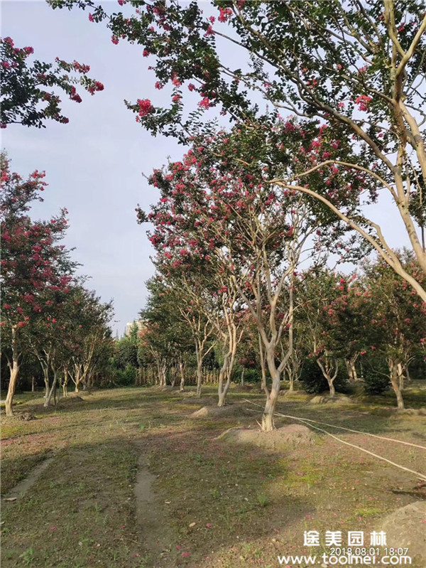 成都紫薇基地實拍圖