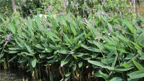 再力花水生植物基地實拍