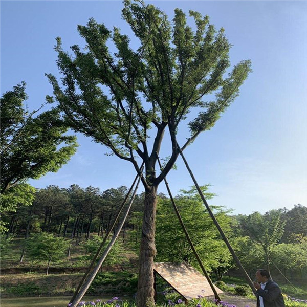 樸樹(shù)基地實(shí)拍圖片